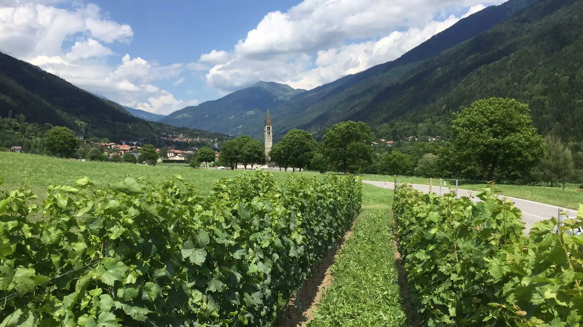 Filari di vigneti in una valle circondata da montagne sotto un cielo parzialmente nuvoloso.