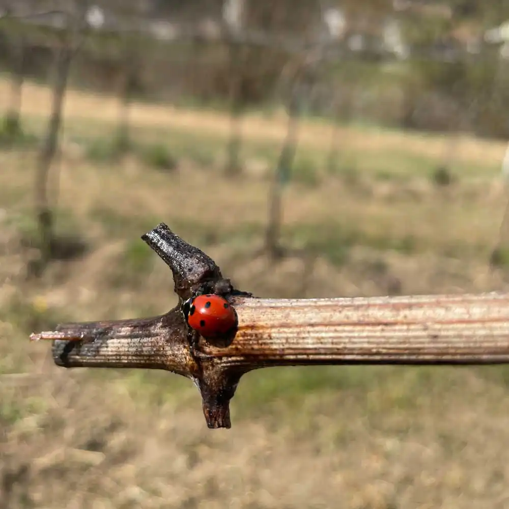 Coccinella rossa su ramo secco in un vigneto.