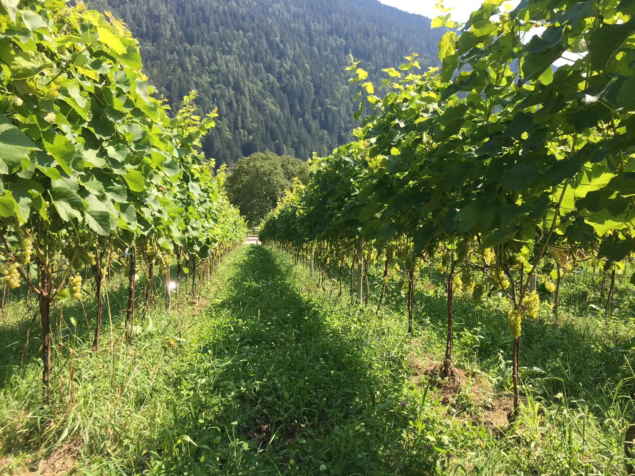 Filari di viti in un vigneto con colline alberate sullo sfondo.
