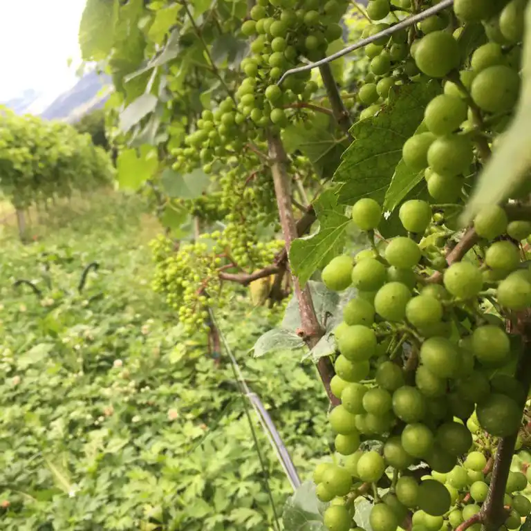 Vigna con grappoli di uva verde in una piantagione all'aperto.