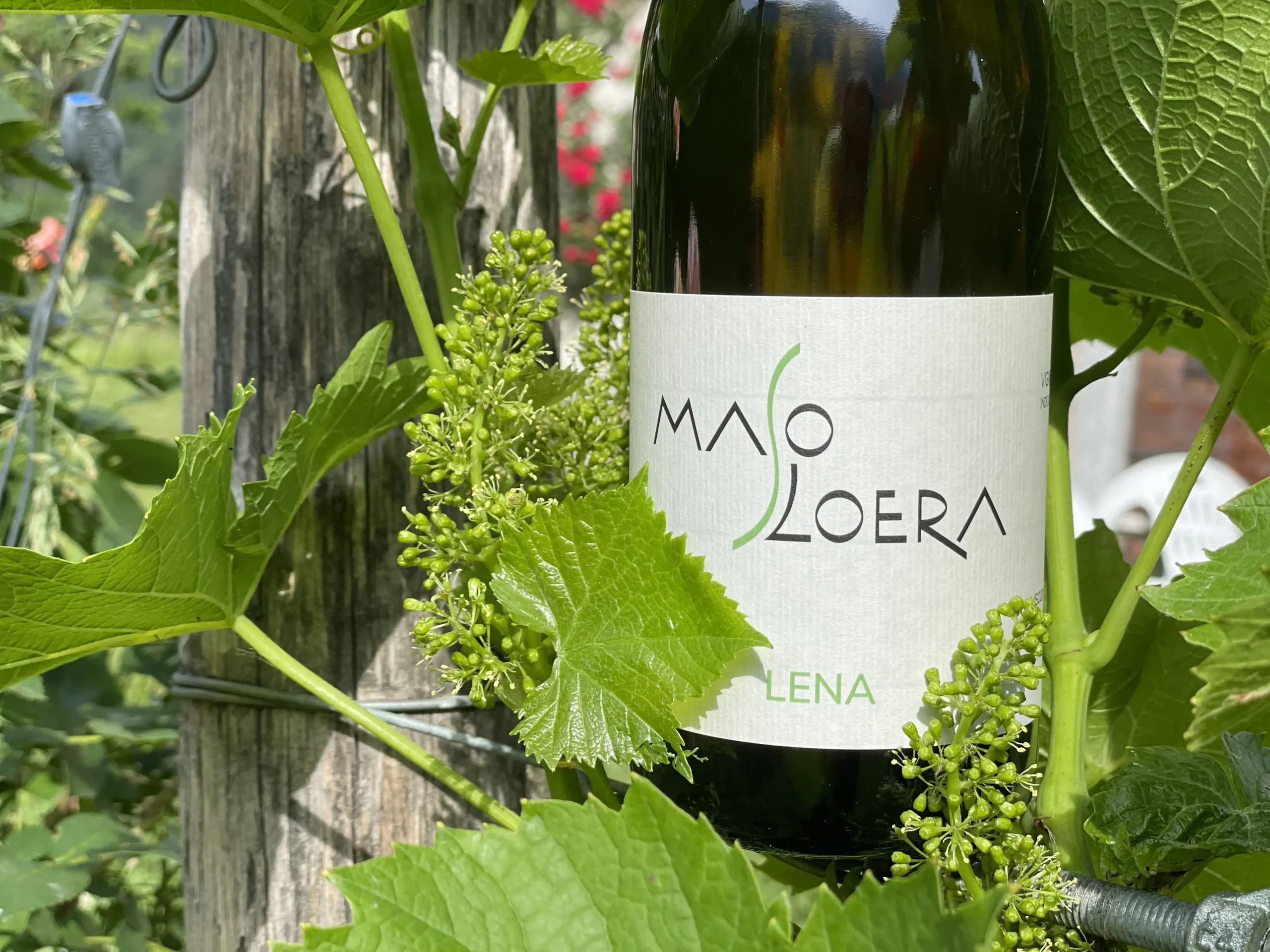 Bottiglia di vino Malga Loera tra i vigneti.